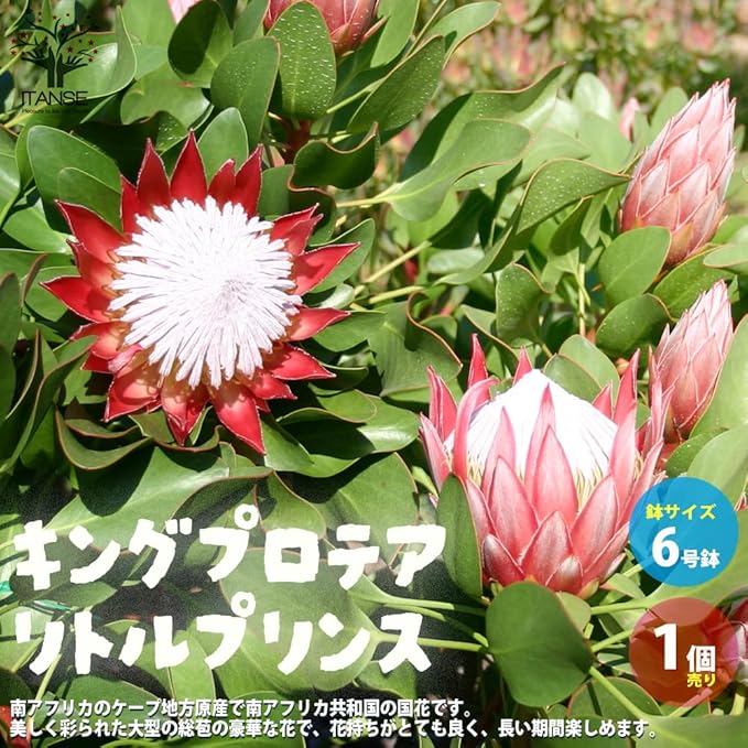 ぽよちゃん様!専用!現品、キングプロテアの苗※リトルプリンス蕾3個